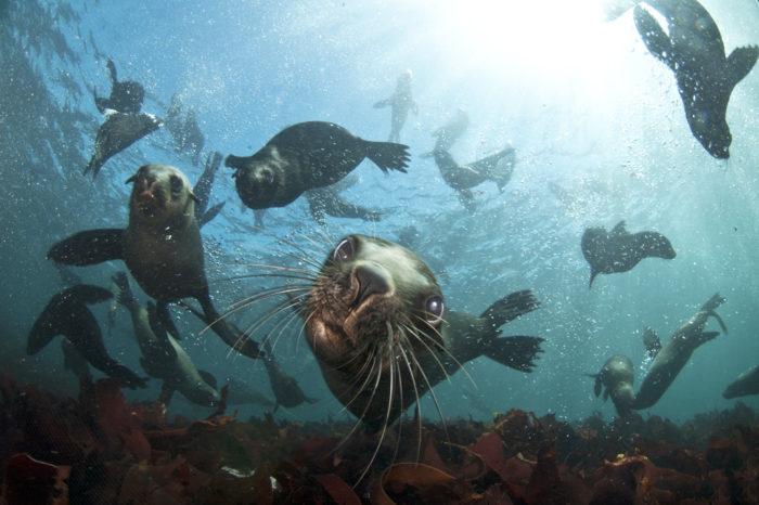 Full Day Adventure – Seal Snorkel, Hiking, SUPs and Yoga